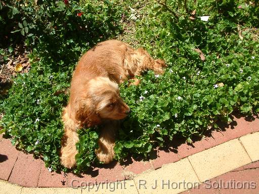 Dog in dichondra 